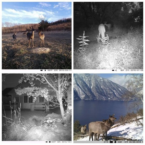 Outdoor 4G Solar Powered Trail Camera Wild Life